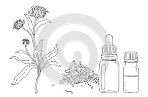 Botanical illustration of Calendula flower, leaves, petals and bottles of oil or tincture in vector
